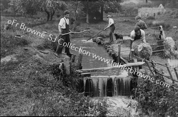 SHEEP DIPPING